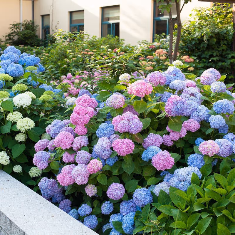 5PCS Hydrangea flower seeds | Shopee Philippines 5PCS Hydrangea flower seeds | Shopee Philippines